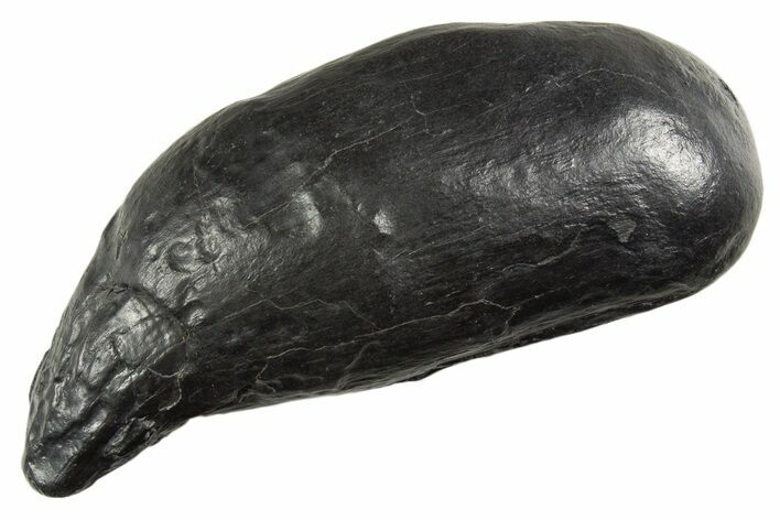 Fossil Sperm Whale (Scaldicetus) Tooth - South Carolina #340760